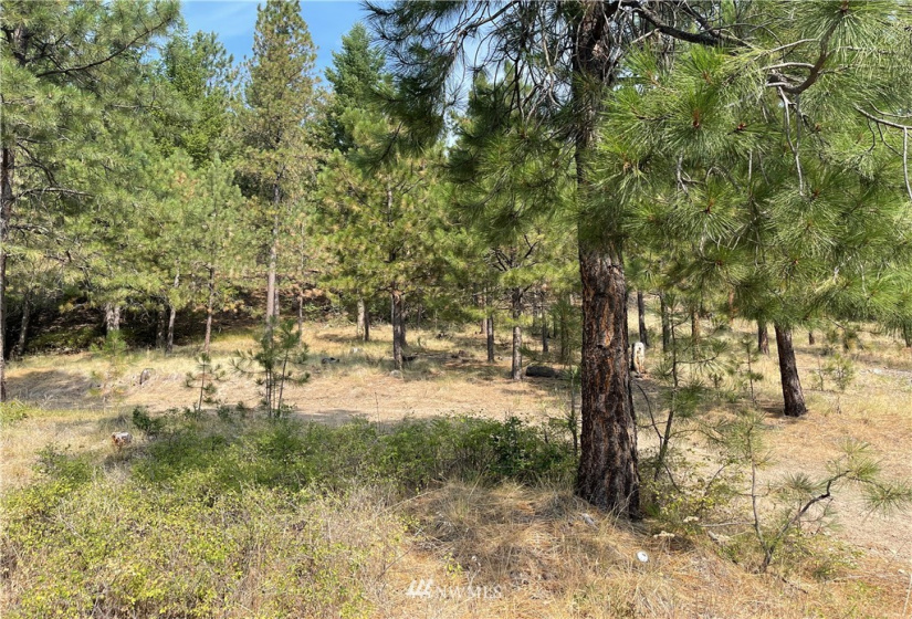 1 XXX Highway 20, Republic, Washington 99166, ,Land,For Sale,Highway 20,NWM1815298