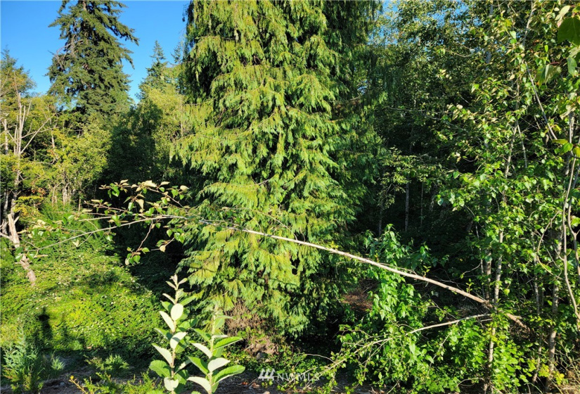 0 Beverly Park Rd, Everett, Washington 98087, ,Land,For Sale,Beverly Park Rd,NWM1816227