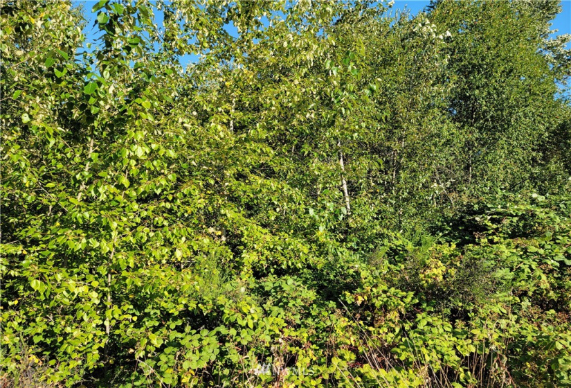 0 Beverly Park Rd, Everett, Washington 98087, ,Land,For Sale,Beverly Park Rd,NWM1816227