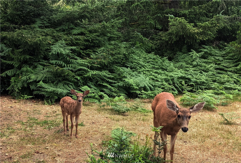 150 Narwhal, Ocean Shores, Washington 98569, 2 Bedrooms Bedrooms, ,1 BathroomBathrooms,Residential,For Sale,4,Narwhal,NWM1816454