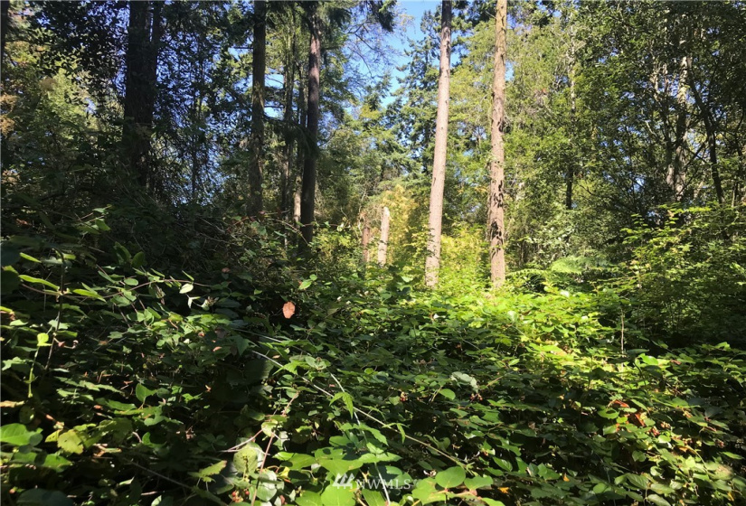 999 Sherman, Port Townsend, Washington 98368, ,Land,For Sale,Eisnbeis Addition,Sherman,NWM1814418