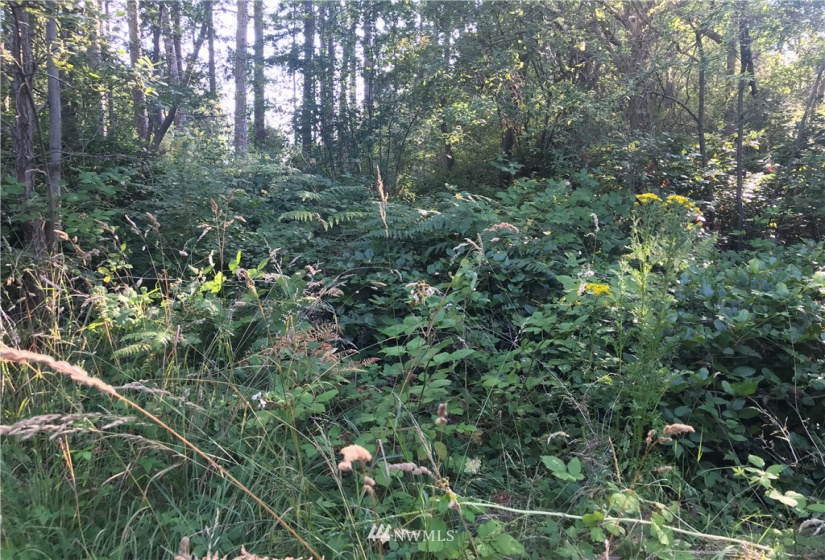 999 Sherman, Port Townsend, Washington 98368, ,Land,For Sale,Eisnbeis Addition,Sherman,NWM1814418