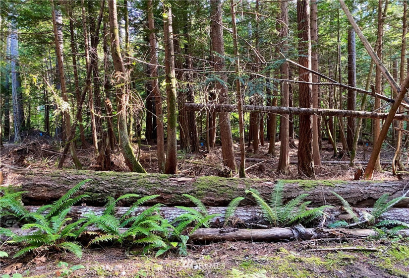 6900 ANDERSON HILL, Silverdale, Washington 98383, ,Land,For Sale,Large Lt Sub 394,ANDERSON HILL,NWM1812228