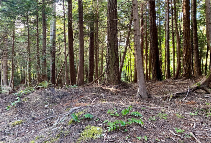 6900 ANDERSON HILL, Silverdale, Washington 98383, ,Land,For Sale,Large Lt Sub 394,ANDERSON HILL,NWM1812228