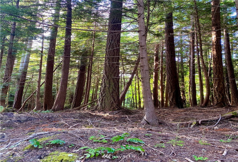 6900 ANDERSON HILL, Silverdale, Washington 98383, ,Land,For Sale,Large Lt Sub 394,ANDERSON HILL,NWM1812228