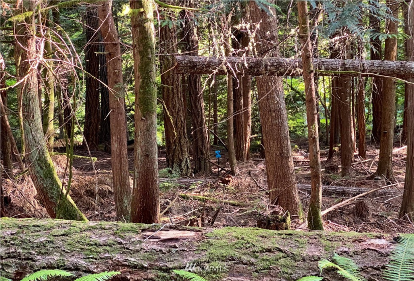 6900 ANDERSON HILL, Silverdale, Washington 98383, ,Land,For Sale,Large Lt Sub 394,ANDERSON HILL,NWM1812228