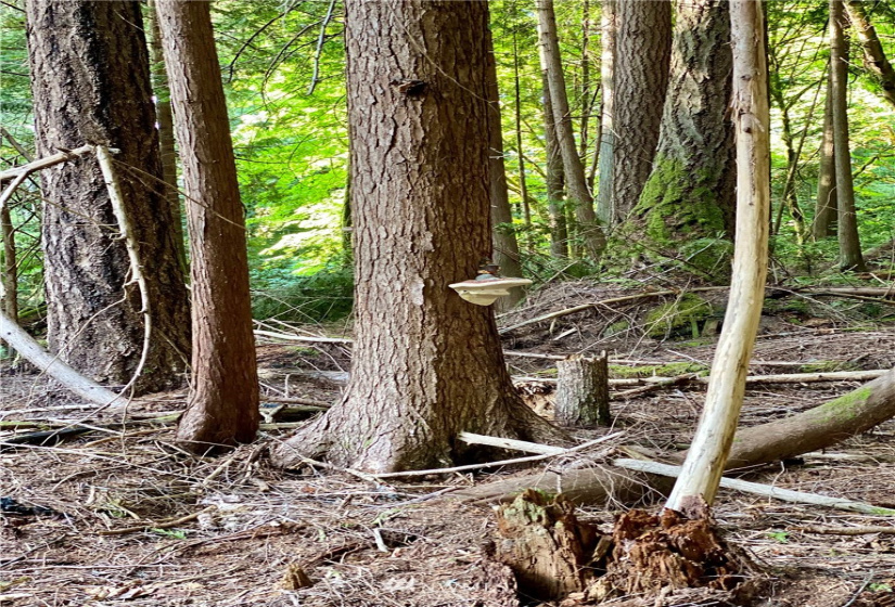 6900 ANDERSON HILL, Silverdale, Washington 98383, ,Land,For Sale,Large Lt Sub 394,ANDERSON HILL,NWM1812228