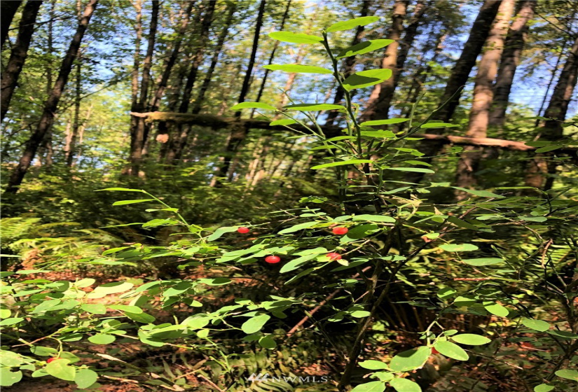 0 Burchett, Onalaska, Washington 98570, ,Land,For Sale,Burchett,NWM1812030