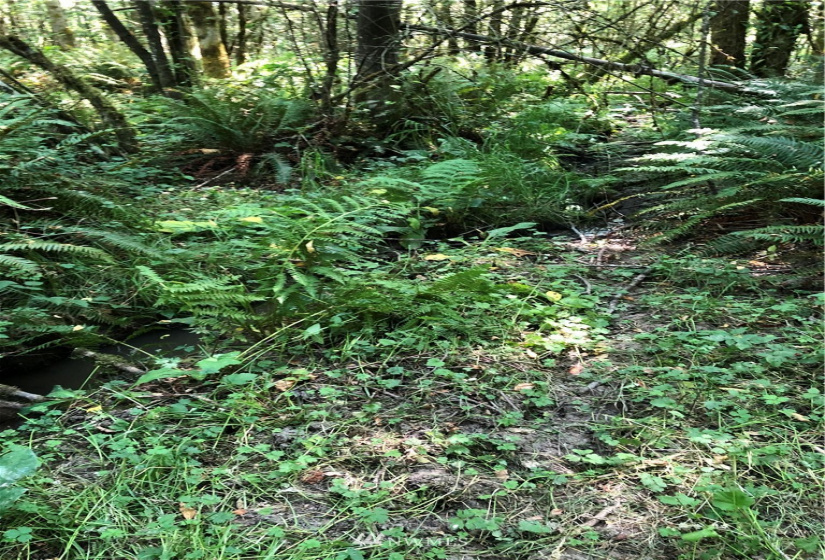 0 Burchett, Onalaska, Washington 98570, ,Land,For Sale,Burchett,NWM1812030