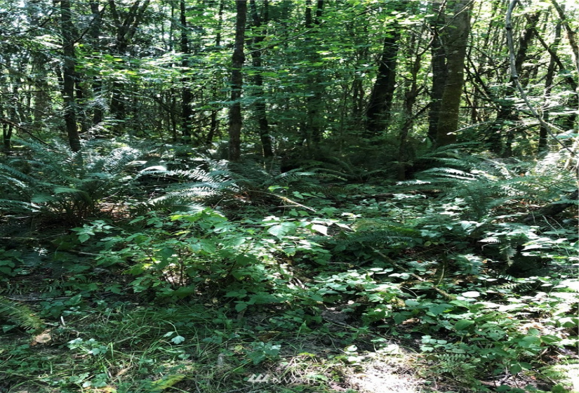 0 Burchett, Onalaska, Washington 98570, ,Land,For Sale,Burchett,NWM1812030