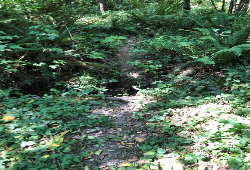 0 Burchett, Onalaska, Washington 98570, ,Land,For Sale,Burchett,NWM1812030