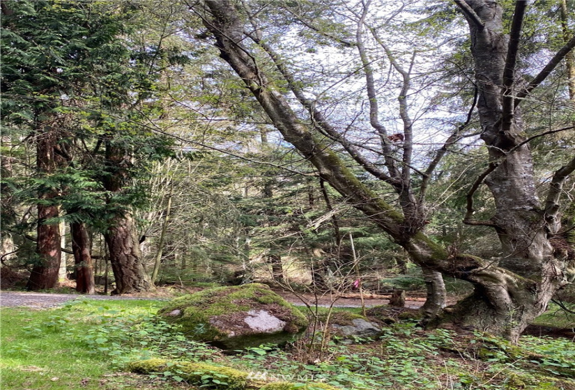 0 Lot 1 Thatcher Pass -The Hermitage, Decatur Island, Washington 98221, ,Land,For Sale,The Hermitage,Thatcher Pass -The Hermitage,NWM1817841