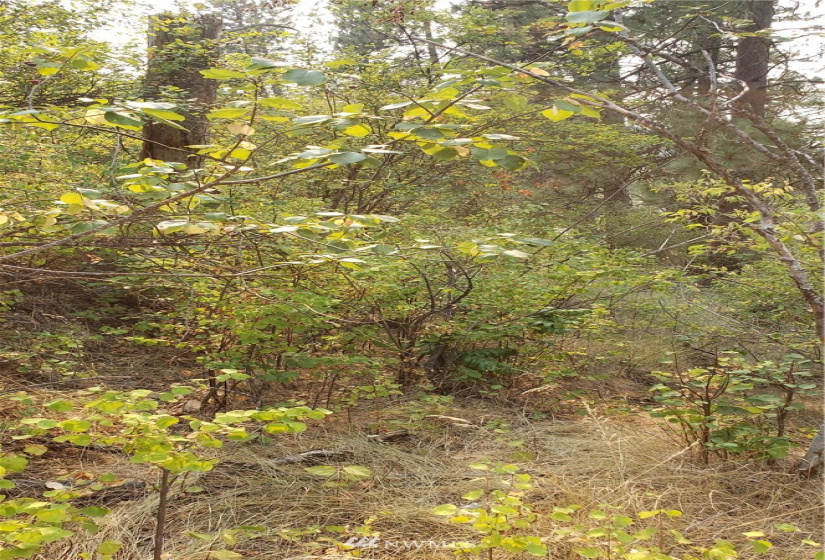 5013 Columbia River, Hunters, Washington 99137, ,Land,For Sale,Columbia River,NWM1819552