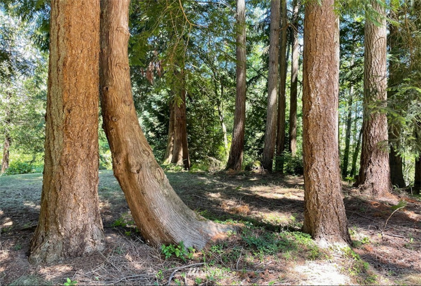 24796 Taka, Kingston, Washington 98346, ,Land,For Sale,Taka,NWM1820252