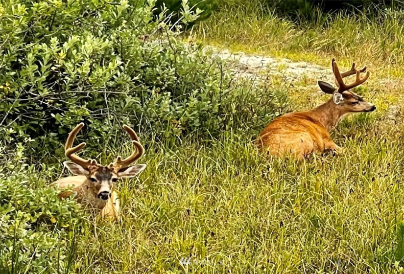 1435 KAILUA, Ocean Shores, Washington 98596, ,Land,For Sale,KAILUA,NWM1823483