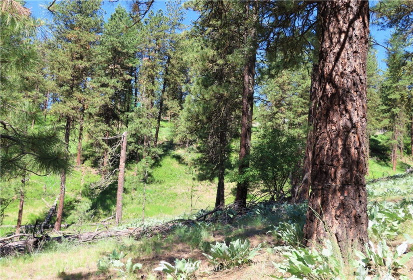 0 TBD Keller, Republic, Washington 99166, ,Land,For Sale,Keller,NWM1824699