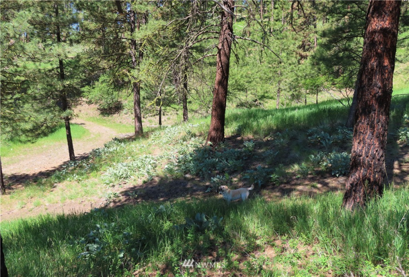 0 TBD Keller, Republic, Washington 99166, ,Land,For Sale,Keller,NWM1824699