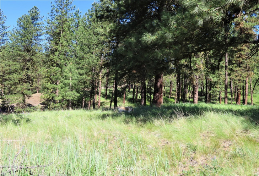 0 TBD Keller, Republic, Washington 99166, ,Land,For Sale,Keller,NWM1824699
