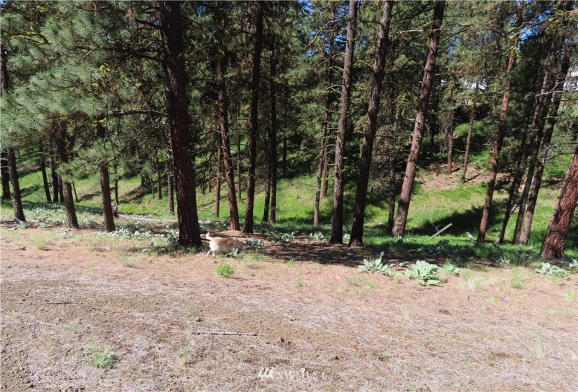 0 TBD Keller, Republic, Washington 99166, ,Land,For Sale,Keller,NWM1824699