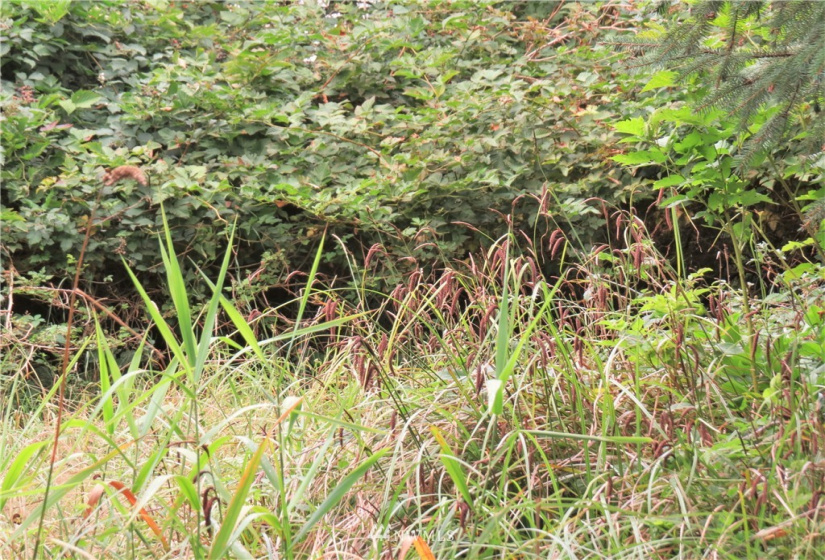 681 Duck Lake, Ocean Shores, Washington 98569, ,Land,For Sale,5,Duck Lake,NWM1824781