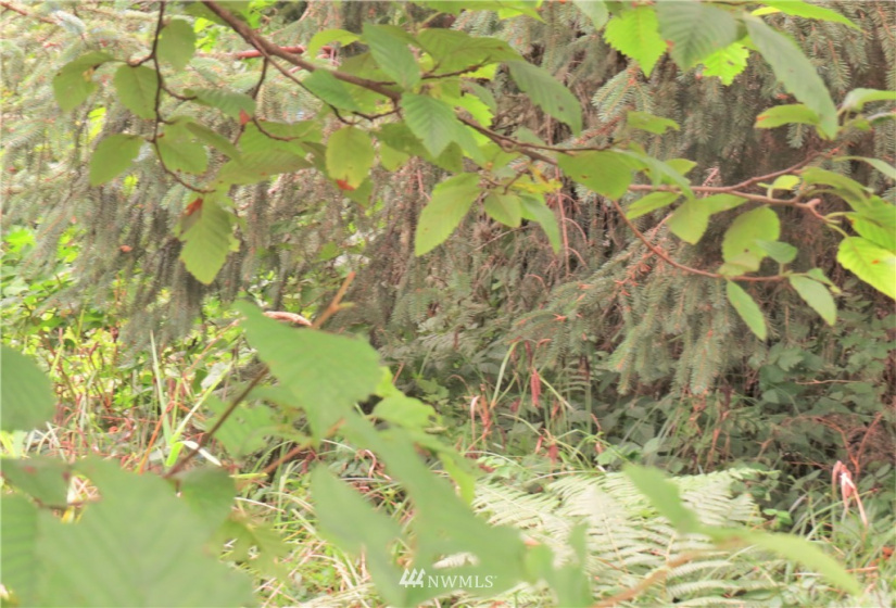 681 Duck Lake, Ocean Shores, Washington 98569, ,Land,For Sale,5,Duck Lake,NWM1824781