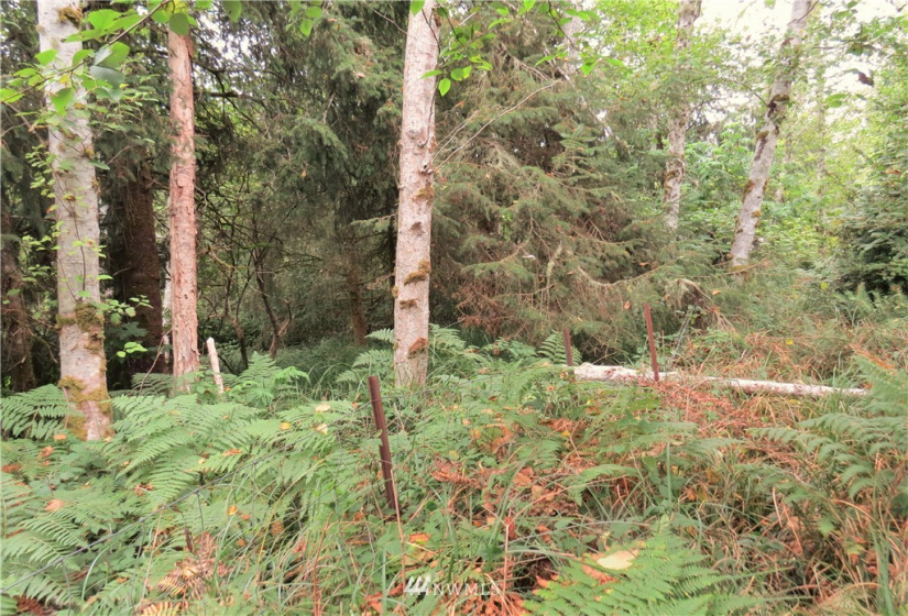 681 Duck Lake, Ocean Shores, Washington 98569, ,Land,For Sale,5,Duck Lake,NWM1824781