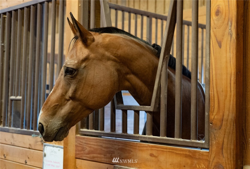 10821 Wacky Nut, Bainbridge Island, Washington 98110, 6 Bedrooms Bedrooms, ,4 BathroomsBathrooms,Residential,For Sale,Wacky Nut,NWM1822861