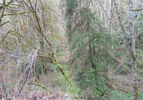 22523 SR 410, Bonney Lake, Washington 98391, ,Commercial Sale,For Sale,410,NWM1827088