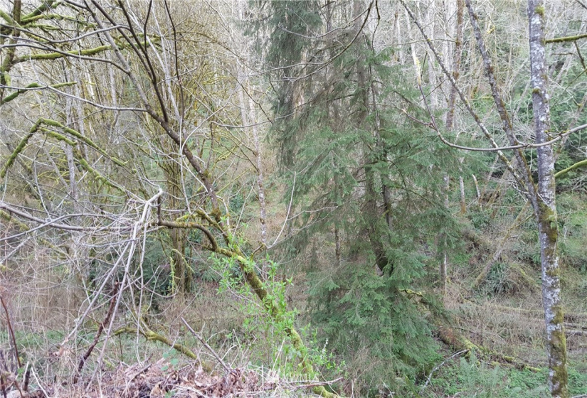 22523 SR 410, Bonney Lake, Washington 98391, ,Commercial Sale,For Sale,410,NWM1827088