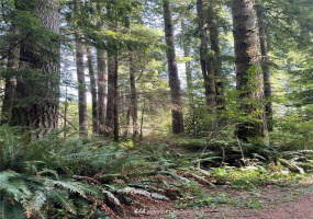 0 13xxx Hall, Arlington, Washington 98241, ,Land,For Sale,Hall,NWM1820418