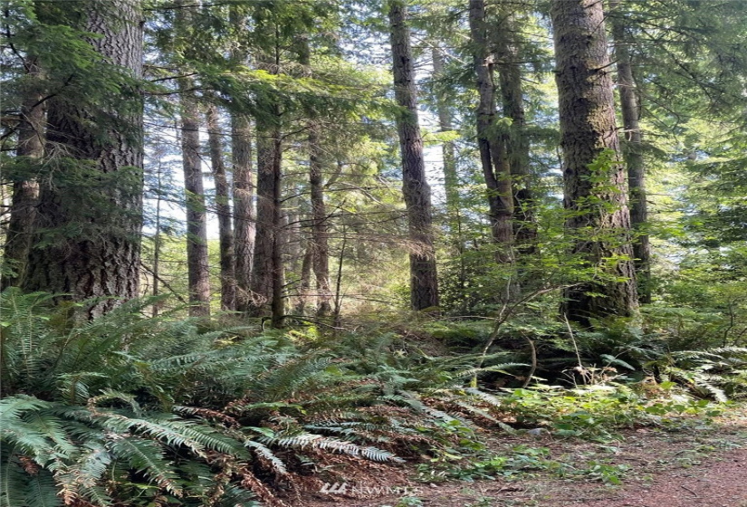 0 13xxx Hall, Arlington, Washington 98241, ,Land,For Sale,Hall,NWM1820418