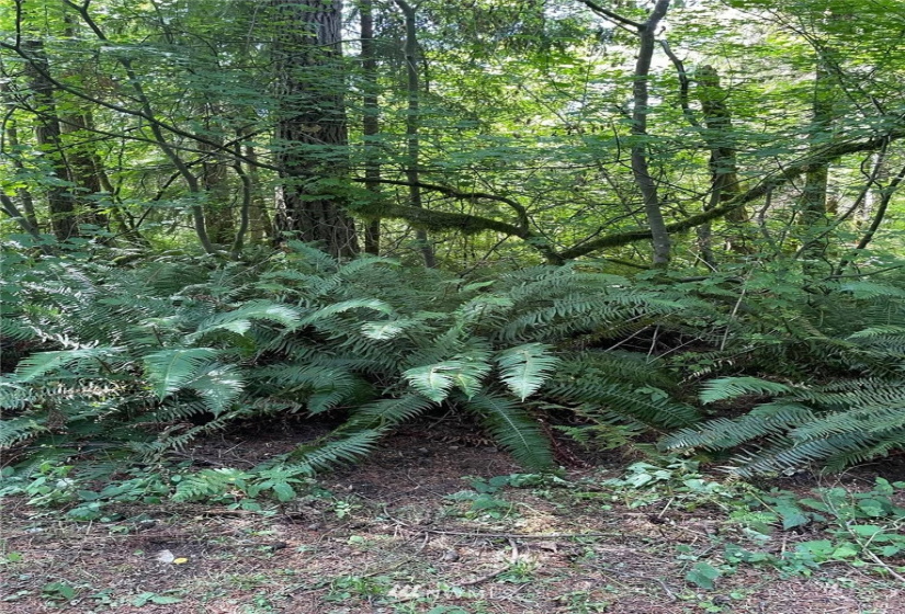 0 13xxx Hall, Arlington, Washington 98241, ,Land,For Sale,Hall,NWM1820418