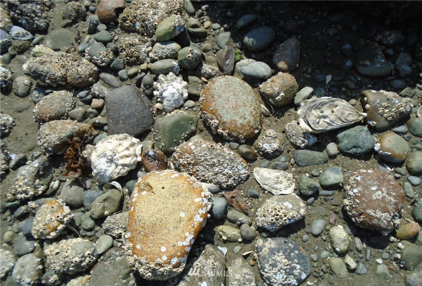 123456 State Route 302, Allyn, Washington 98524, ,Land,For Sale,State Route 302,NWM1826857