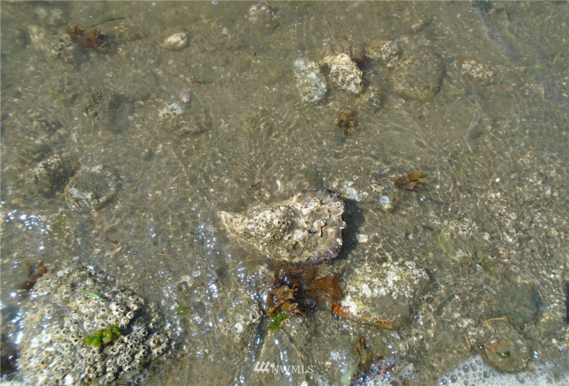 123456 State Route 302, Allyn, Washington 98524, ,Land,For Sale,State Route 302,NWM1826857