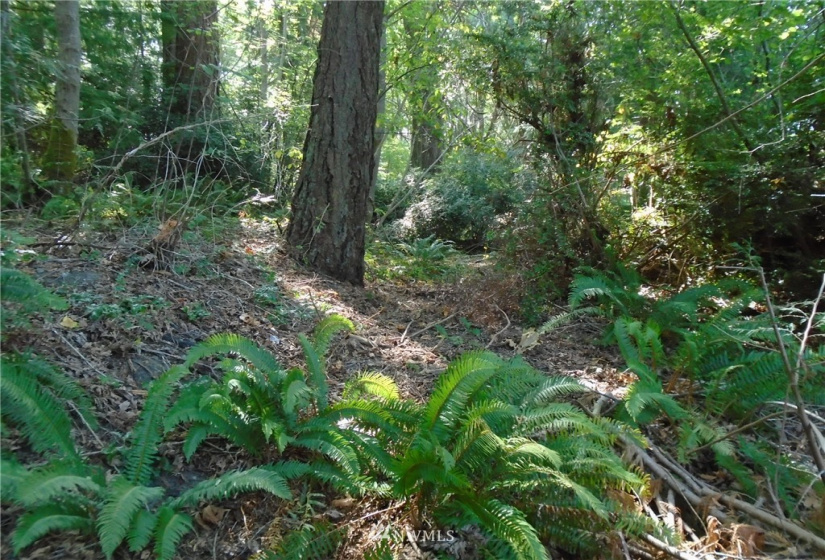 123456 State Route 302, Allyn, Washington 98524, ,Land,For Sale,State Route 302,NWM1826857