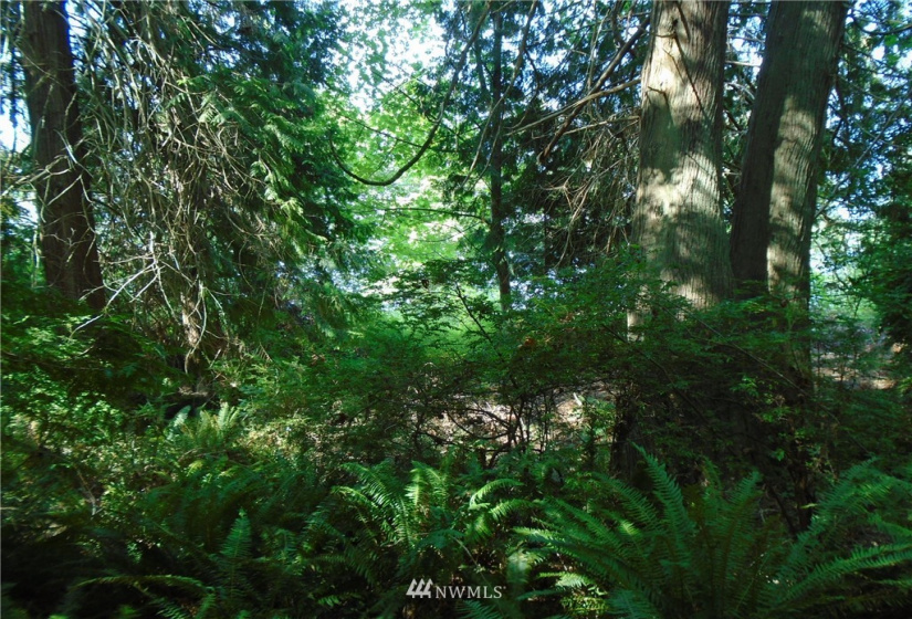 123456 State Route 302, Allyn, Washington 98524, ,Land,For Sale,State Route 302,NWM1826857