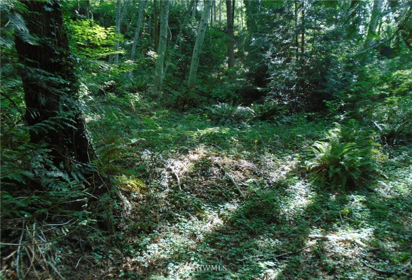 123456 State Route 302, Allyn, Washington 98524, ,Land,For Sale,State Route 302,NWM1826857