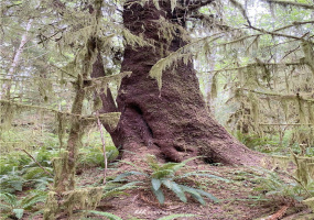 9992 Mina Smith, Forks, Washington 98331, ,Land,For Sale,Mina Smith,NWM1828513