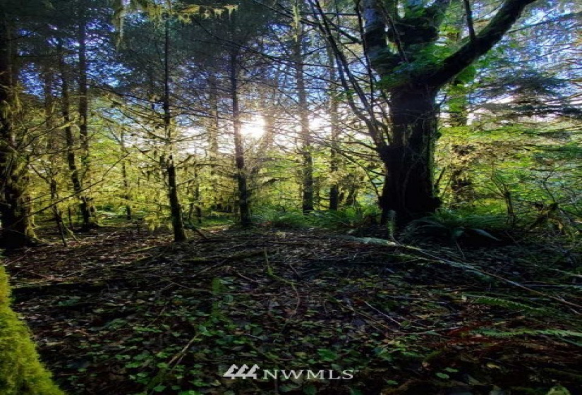 9992 Mina Smith, Forks, Washington 98331, ,Land,For Sale,Mina Smith,NWM1828513