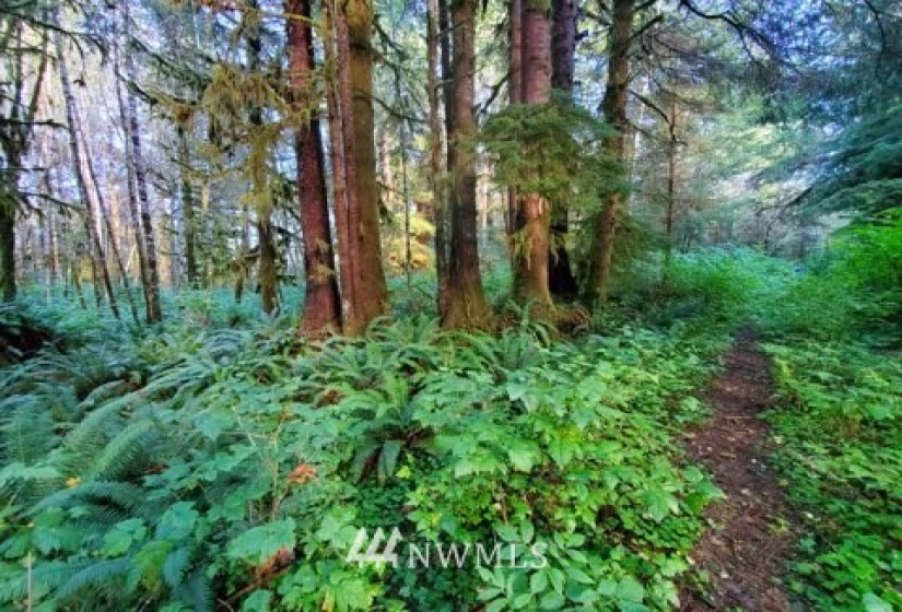 9992 Mina Smith, Forks, Washington 98331, ,Land,For Sale,Mina Smith,NWM1828513