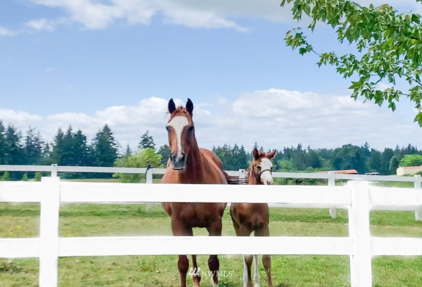 23110 11, Ridgefield, Washington 98642, 3 Bedrooms Bedrooms, ,2 BathroomsBathrooms,Residential,For Sale,11,NWM1824696