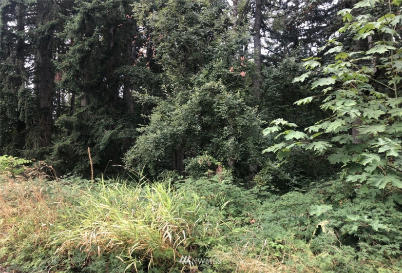 0 Hoquiam, Renton, Washington 98059, ,Land,For Sale,Renton Highland,Hoquiam,NWM1828421