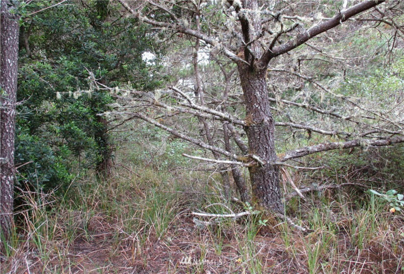 0 Sherman, Westport, Washington 98595, ,Land,For Sale,Sherman,NWM1825855