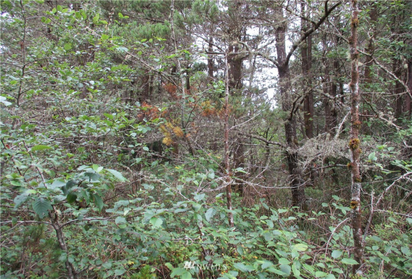 0 Sherman, Westport, Washington 98595, ,Land,For Sale,Sherman,NWM1825855