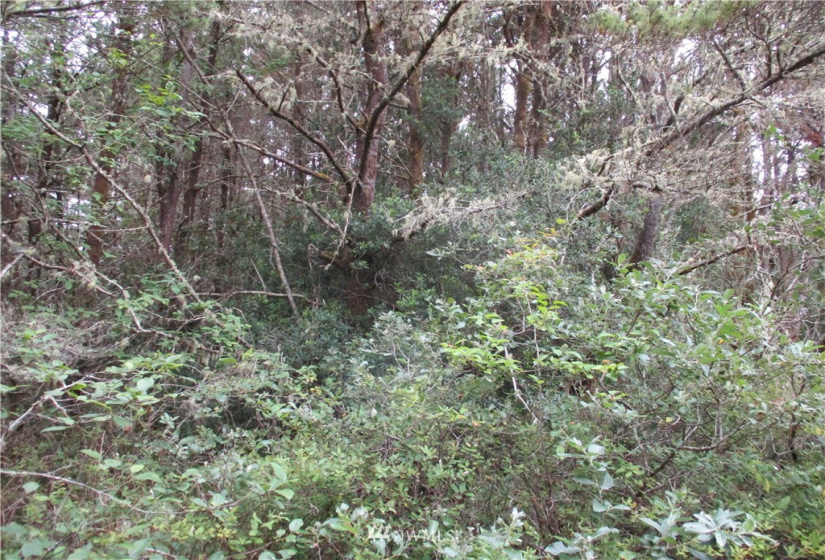 0 Sherman, Westport, Washington 98595, ,Land,For Sale,Sherman,NWM1825855