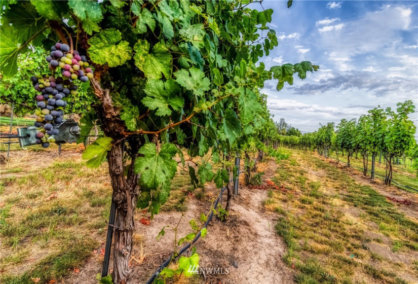 186 Brickwood Dr, Walla Walla, Washington 99362, 4 Bedrooms Bedrooms, ,4 BathroomsBathrooms,Residential,For Sale,Brickwood,Brickwood Dr,NWM1825363