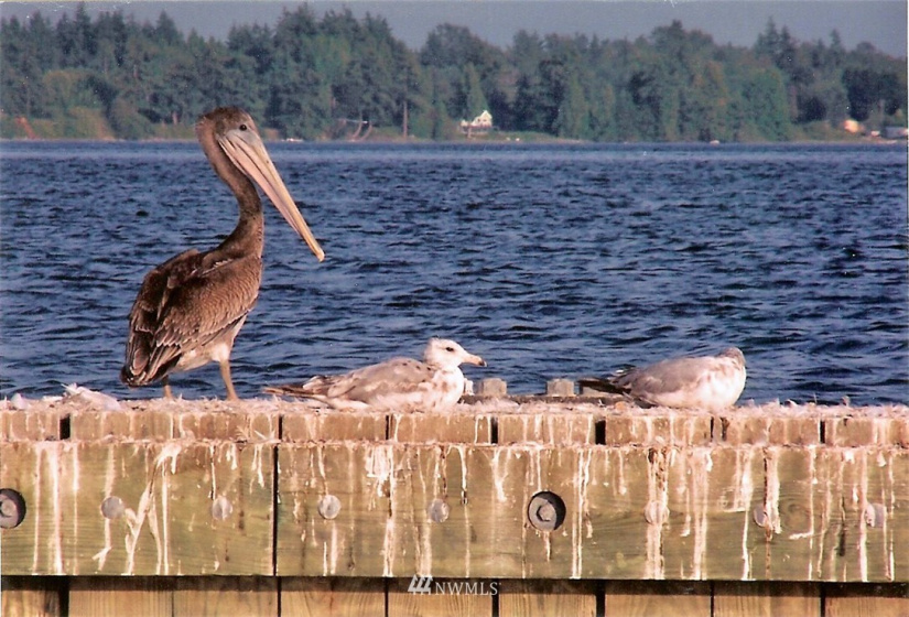 9540 Semiahmoo, Blaine, Washington 98230, ,Residential,For Sale,Semiahmoo Marina,Semiahmoo,NWM1828782