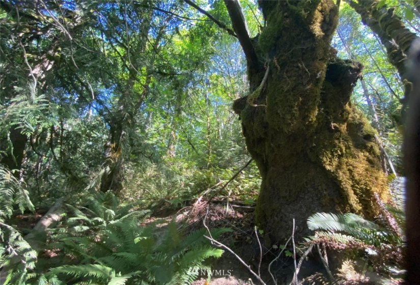 0 Alderwood, Belfair, Washington 98528, ,Land,For Sale,Alderwood,NWM1828711