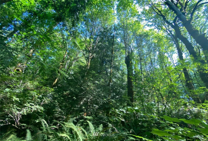 0 Alderwood, Belfair, Washington 98528, ,Land,For Sale,Alderwood,NWM1828711