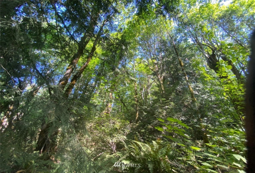 0 Alderwood, Belfair, Washington 98528, ,Land,For Sale,Alderwood,NWM1828711